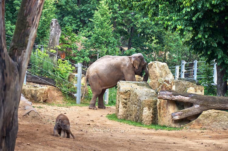 elefanti allo Zoo di Praga